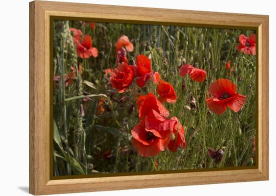Close Up of Poppies in a Field in Kent, England-Natalie Tepper-Framed Stretched Canvas