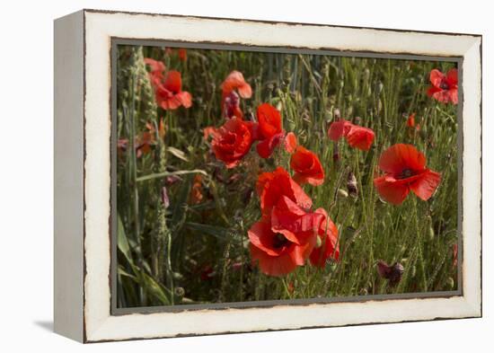 Close Up of Poppies in a Field in Kent, England-Natalie Tepper-Framed Stretched Canvas