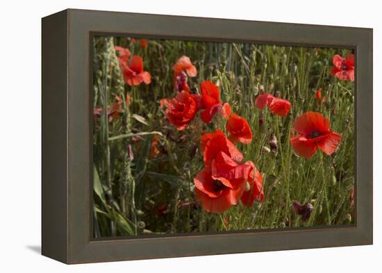 Close Up of Poppies in a Field in Kent, England-Natalie Tepper-Framed Stretched Canvas