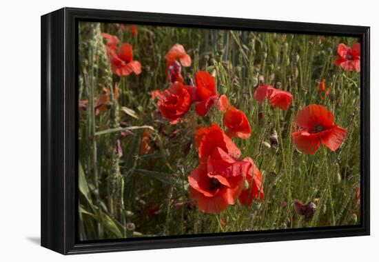 Close Up of Poppies in a Field in Kent, England-Natalie Tepper-Framed Stretched Canvas