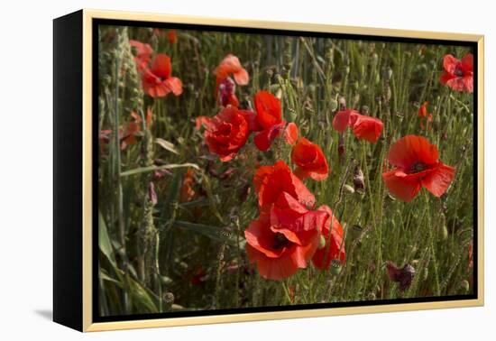 Close Up of Poppies in a Field in Kent, England-Natalie Tepper-Framed Stretched Canvas