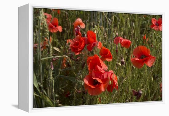 Close Up of Poppies in a Field in Kent, England-Natalie Tepper-Framed Stretched Canvas