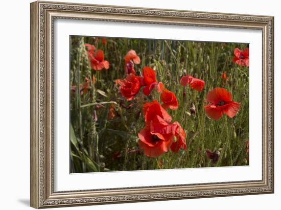 Close Up of Poppies in a Field in Kent, England-Natalie Tepper-Framed Photo