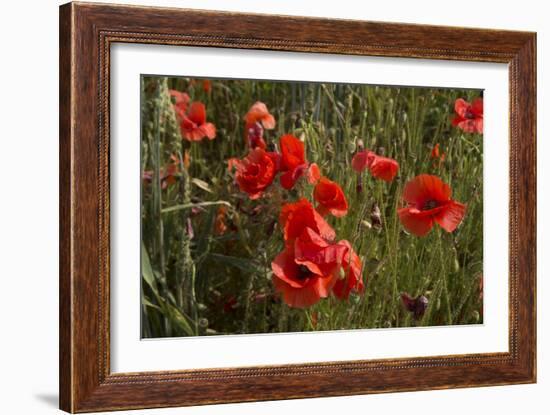 Close Up of Poppies in a Field in Kent, England-Natalie Tepper-Framed Photo