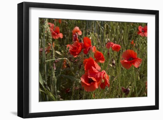 Close Up of Poppies in a Field in Kent, England-Natalie Tepper-Framed Photo