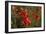 Close Up of Poppies in a Field in Kent, England-Natalie Tepper-Framed Photo