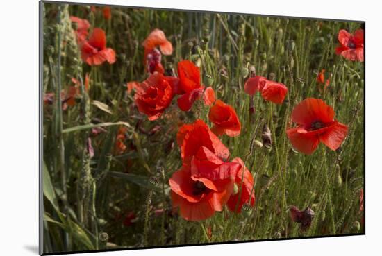 Close Up of Poppies in a Field in Kent, England-Natalie Tepper-Mounted Photo