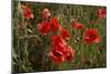 Close Up of Poppies in a Field in Kent, England-Natalie Tepper-Mounted Photo