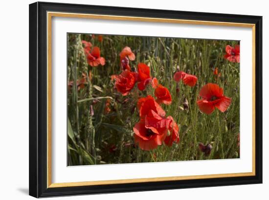 Close Up of Poppies in a Field in Kent, England-Natalie Tepper-Framed Photo