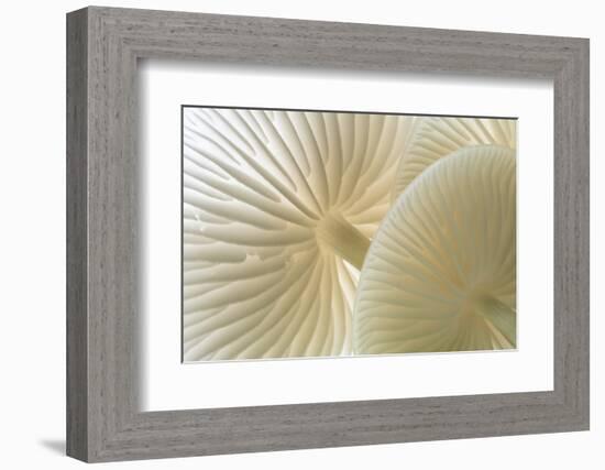 Close-up of Porcelain fungus showing gills, Cornwall, UK-Ross Hoddinott-Framed Photographic Print