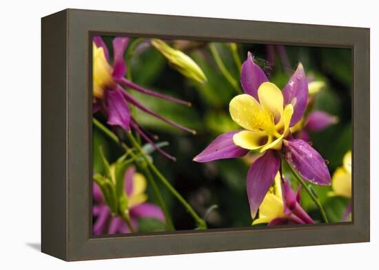 Close-Up of Purple and Yellow Columbine Flower-Matt Freedman-Framed Premier Image Canvas