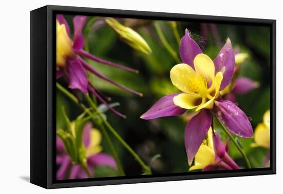 Close-Up of Purple and Yellow Columbine Flower-Matt Freedman-Framed Premier Image Canvas