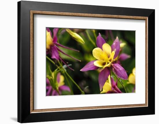 Close-Up of Purple and Yellow Columbine Flower-Matt Freedman-Framed Photographic Print