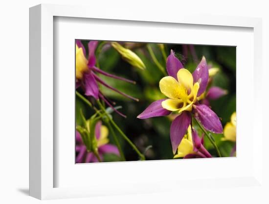 Close-Up of Purple and Yellow Columbine Flower-Matt Freedman-Framed Photographic Print