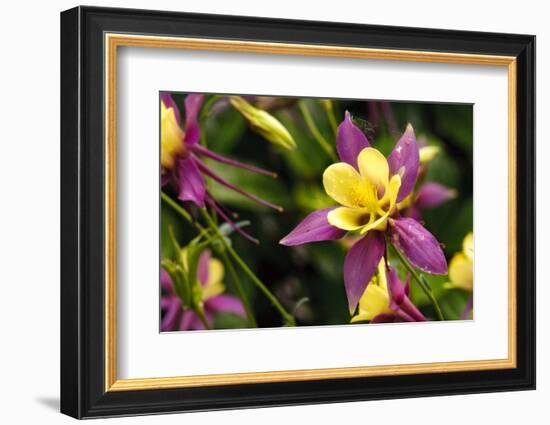 Close-Up of Purple and Yellow Columbine Flower-Matt Freedman-Framed Photographic Print