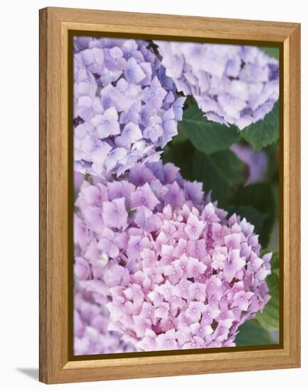 Close-up of Purple Blossoms-null-Framed Premier Image Canvas