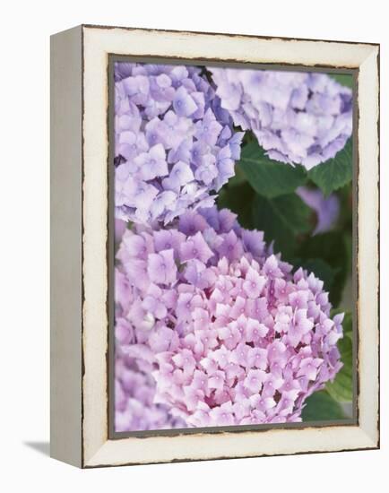 Close-up of Purple Blossoms-null-Framed Premier Image Canvas