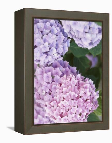 Close-up of Purple Blossoms-null-Framed Premier Image Canvas