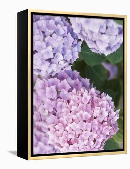 Close-up of Purple Blossoms-null-Framed Premier Image Canvas