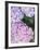 Close-up of Purple Blossoms-null-Framed Photographic Print