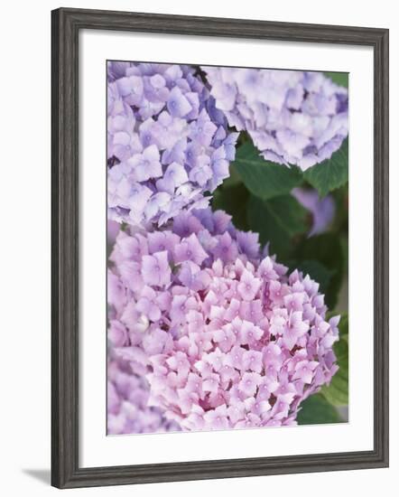 Close-up of Purple Blossoms-null-Framed Photographic Print