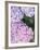 Close-up of Purple Blossoms-null-Framed Photographic Print