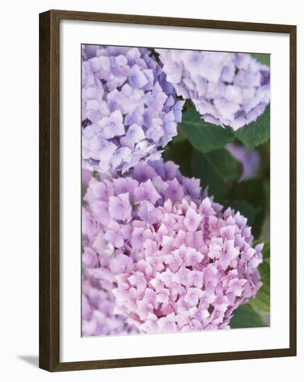 Close-up of Purple Blossoms-null-Framed Photographic Print