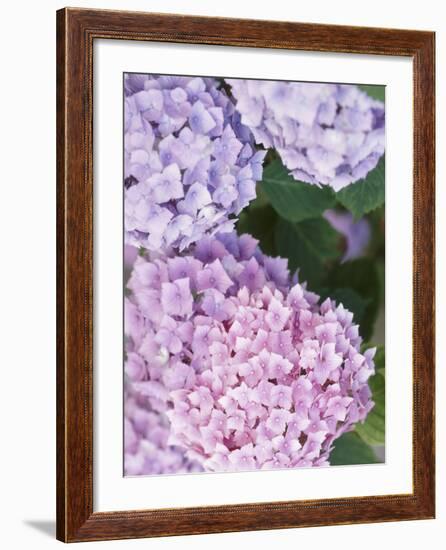 Close-up of Purple Blossoms-null-Framed Photographic Print