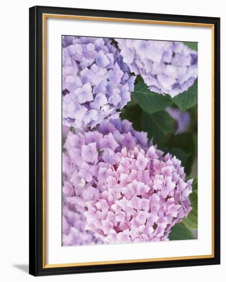 Close-up of Purple Blossoms-null-Framed Photographic Print