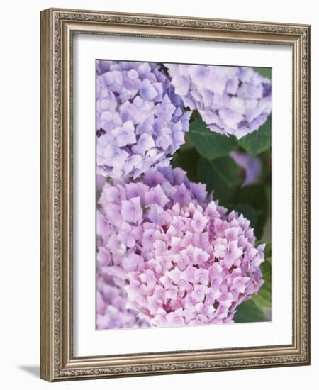 Close-up of Purple Blossoms-null-Framed Photographic Print