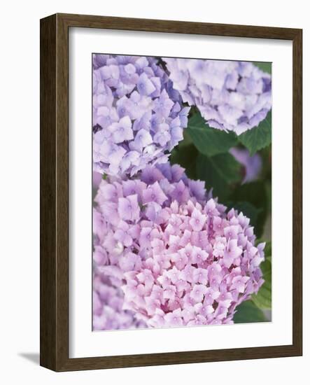 Close-up of Purple Blossoms-null-Framed Photographic Print