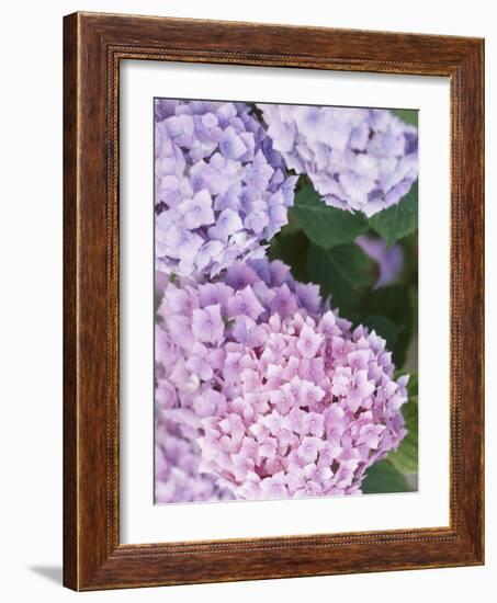 Close-up of Purple Blossoms-null-Framed Photographic Print