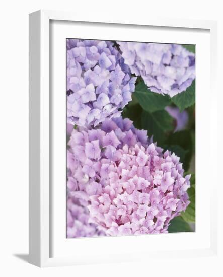 Close-up of Purple Blossoms-null-Framed Photographic Print