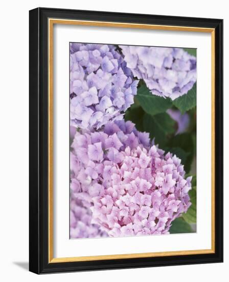 Close-up of Purple Blossoms-null-Framed Photographic Print