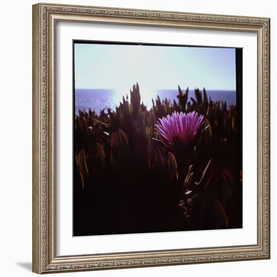 Close Up of Purple Flower Catching the Early Morning Light-Paul Schutzer-Framed Photographic Print