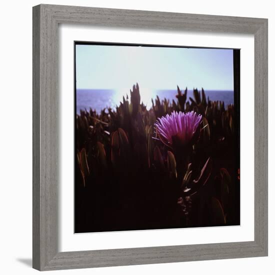 Close Up of Purple Flower Catching the Early Morning Light-Paul Schutzer-Framed Photographic Print