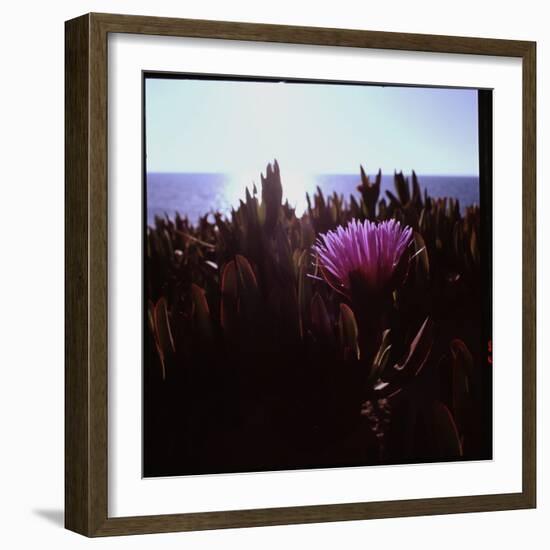 Close Up of Purple Flower Catching the Early Morning Light-Paul Schutzer-Framed Photographic Print