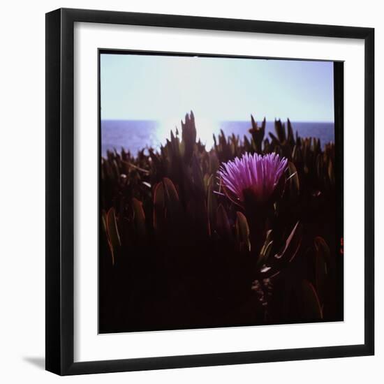 Close Up of Purple Flower Catching the Early Morning Light-Paul Schutzer-Framed Photographic Print