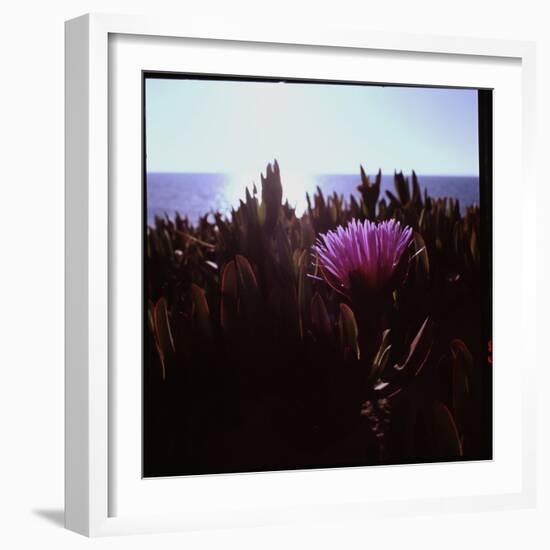 Close Up of Purple Flower Catching the Early Morning Light-Paul Schutzer-Framed Photographic Print