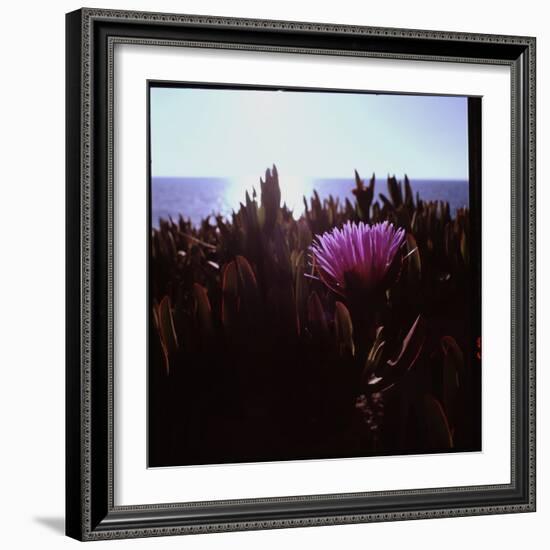 Close Up of Purple Flower Catching the Early Morning Light-Paul Schutzer-Framed Photographic Print