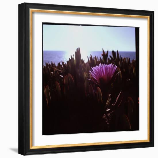 Close Up of Purple Flower Catching the Early Morning Light-Paul Schutzer-Framed Photographic Print