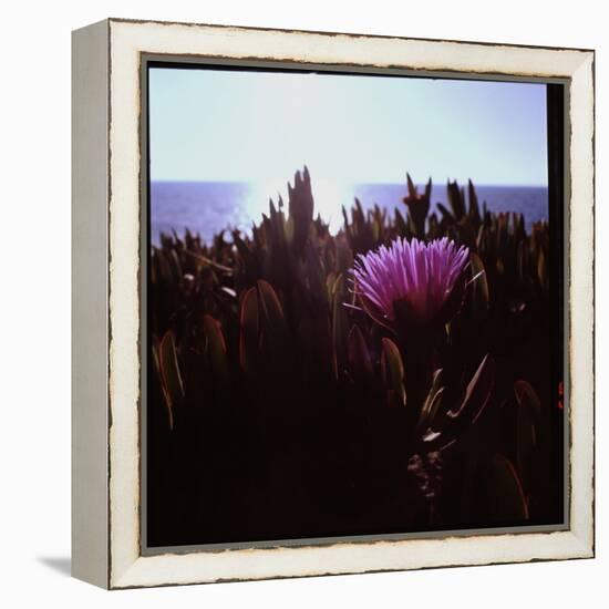 Close Up of Purple Flower Catching the Early Morning Light-Paul Schutzer-Framed Premier Image Canvas