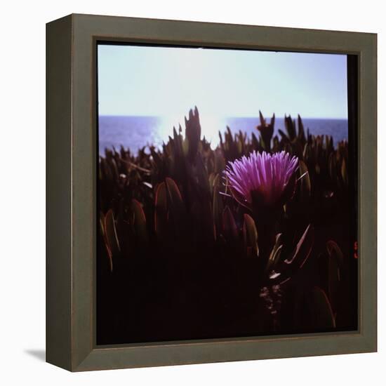 Close Up of Purple Flower Catching the Early Morning Light-Paul Schutzer-Framed Premier Image Canvas