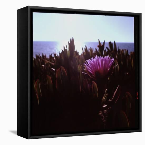 Close Up of Purple Flower Catching the Early Morning Light-Paul Schutzer-Framed Premier Image Canvas