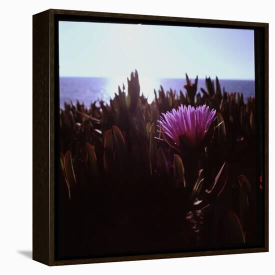 Close Up of Purple Flower Catching the Early Morning Light-Paul Schutzer-Framed Premier Image Canvas