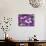 Close-up of purple flower, Keukenhof Garden, Lisse, Netherlands, Holland-Adam Jones-Photographic Print displayed on a wall
