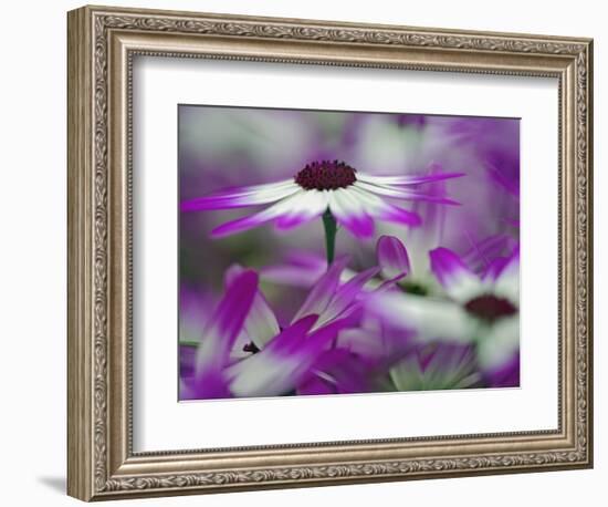 Close-up of purple flower, Keukenhof Garden, Lisse, Netherlands, Holland-Adam Jones-Framed Photographic Print