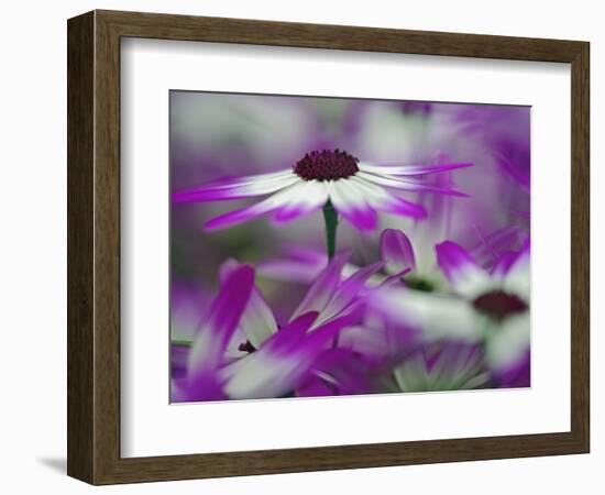 Close-up of purple flower, Keukenhof Garden, Lisse, Netherlands, Holland-Adam Jones-Framed Photographic Print