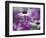 Close-up of purple flower, Keukenhof Garden, Lisse, Netherlands, Holland-Adam Jones-Framed Photographic Print