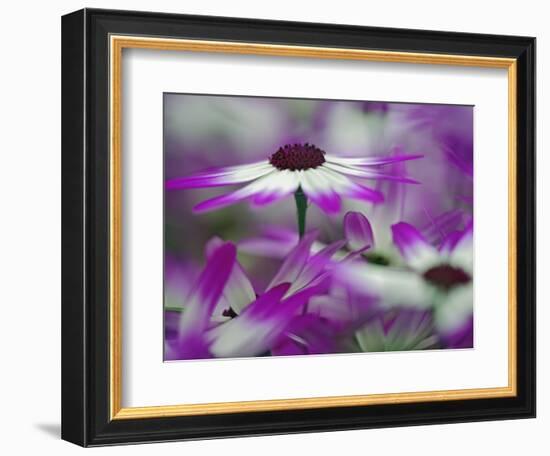 Close-up of purple flower, Keukenhof Garden, Lisse, Netherlands, Holland-Adam Jones-Framed Photographic Print